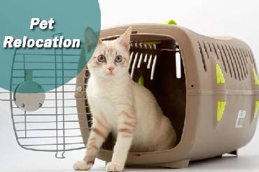 Pet Moving